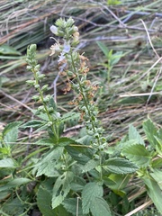 Teucrium canadense