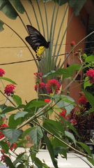 Troides helena cerberus