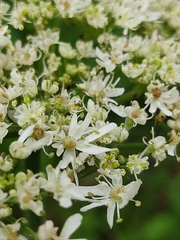 Heracleum sphondylium