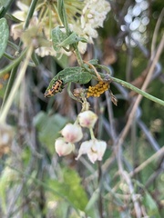 Cycloneda sanguinea