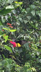 Troides helena cerberus