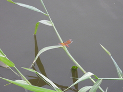 Brachythemis contaminata