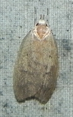 Machimia tentoriferella