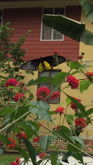 Troides helena cerberus