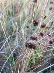 Juncus torreyi
