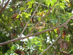 Cyclarhis gujanensis