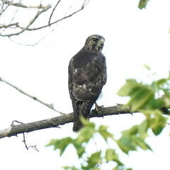 Buteo platypterus