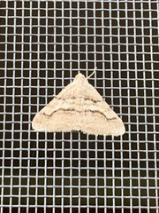 Digrammia continuata