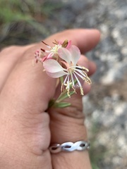 Oenothera suffrutescens