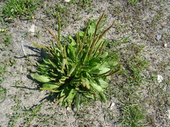 Plantago depressa