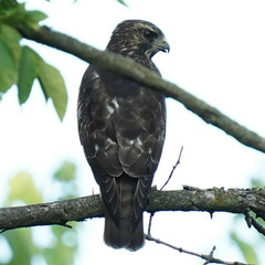 Buteo platypterus