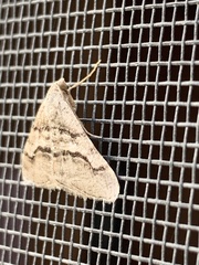Digrammia continuata