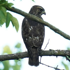 Buteo platypterus