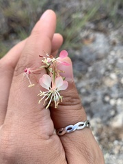 Oenothera suffrutescens