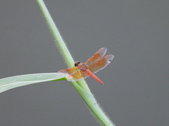 Brachythemis contaminata