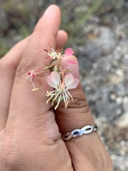 Oenothera suffrutescens