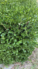 Buxus