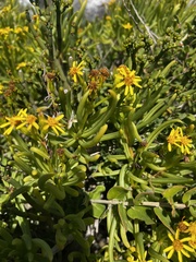 Senecio sarcoides