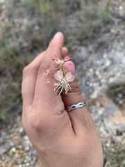 Oenothera suffrutescens