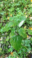 Urtica dioica