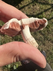 Agaricus