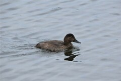 Aythya ferina