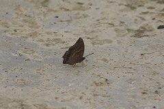 Charaxes bernardus