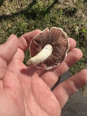 Agaricus