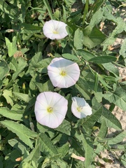 Convolvulus arvensis