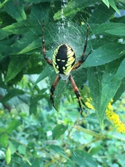 Argiope aurantia