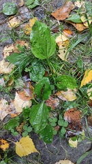 Plantago major