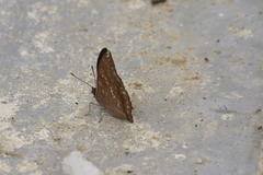 Charaxes bernardus