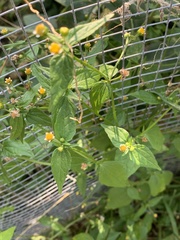 Galinsoga parviflora