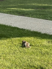 Sciurus carolinensis