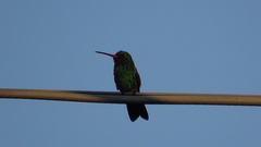 Cynanthus latirostris