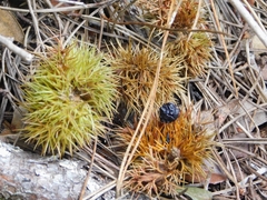 Chrysolepis chrysophylla