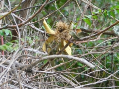 Chrysolepis chrysophylla