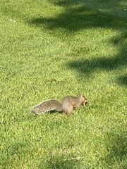Sciurus carolinensis