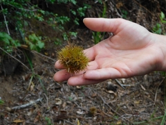 Chrysolepis chrysophylla