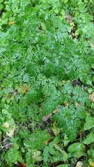 Anthriscus sylvestris