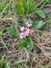 Centaurium erythraea