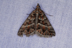 Dichromodes poecilotis