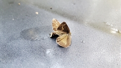 Amblyscirtes aesculapius