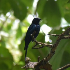 Dicrurus aeneus