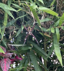 Argiope appensa