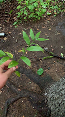 Streptopus lanceolatus