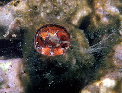 Thylacodes variabilis