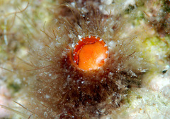 Thylacodes variabilis