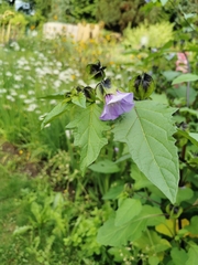 Nicandra physalodes