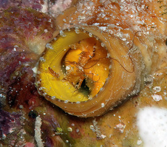 Thylacodes variabilis